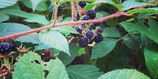 Nr 9 Brombeeren in Altglashütten