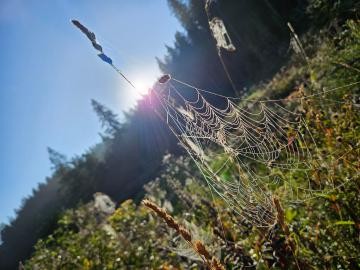 15 Morgensonne am Feserstegweg