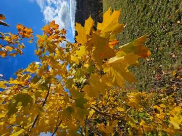33 Die schönen Herbstfarben