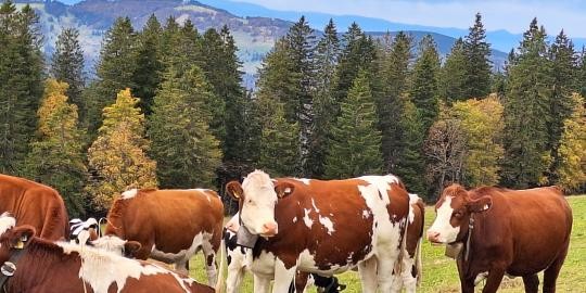 15 Die Landschaftspflegerinnen vom Feldberg