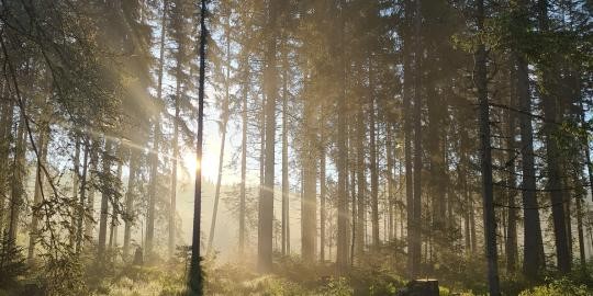 27 strahlender Schwarzwald Bäume Sommer