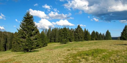 35 Bergwiesen Richtung Herzogenhorn