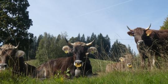 38 Zufriedene Tiere auf den Oberfalkauer Wiesen, Höhe Schuppenhörnlestraße 19,