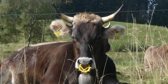 39 Nr. 3 Zufriedene Tiere auf den Oberfalkauer Wiesen, Höhe Schuppenhörnlestraße 19,